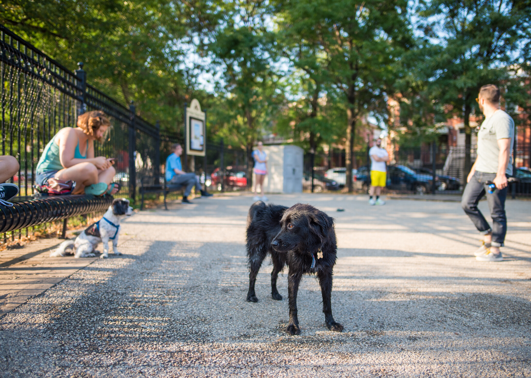 Dogs can pick their name out of background noise, but not as well as people can